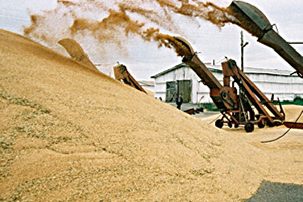Минсельхоз России поздравил омских хлеборобов с первым знаковым рубежом в уборке урожая